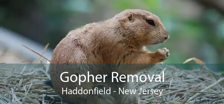 Gopher Removal Haddonfield - New Jersey