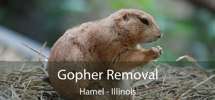 Gopher Removal Hamel - Illinois