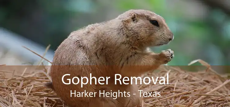 Gopher Removal Harker Heights - Texas