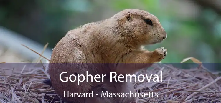 Gopher Removal Harvard - Massachusetts