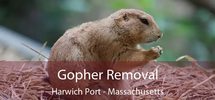 Gopher Removal Harwich Port - Massachusetts