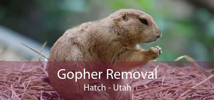 Gopher Removal Hatch - Utah