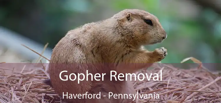 Gopher Removal Haverford - Pennsylvania