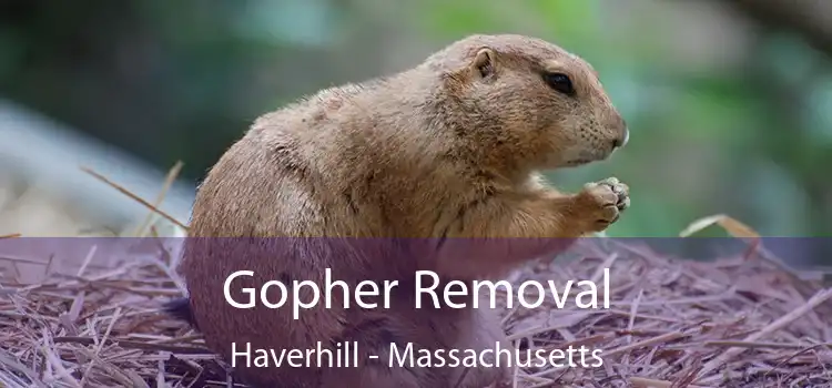 Gopher Removal Haverhill - Massachusetts