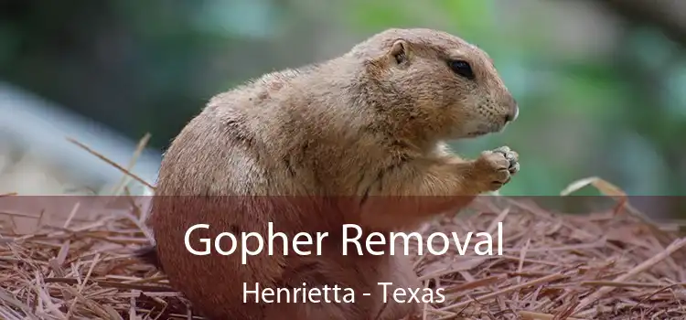 Gopher Removal Henrietta - Texas