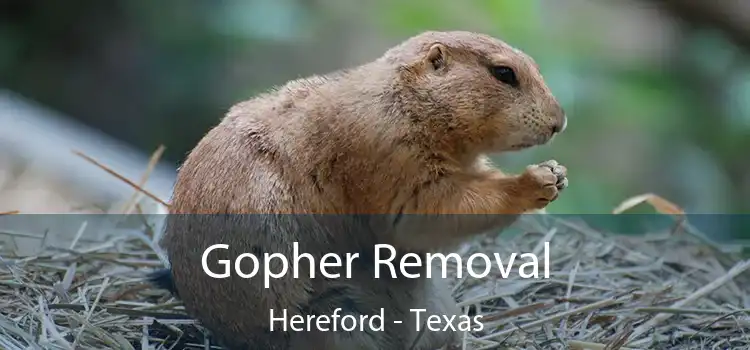Gopher Removal Hereford - Texas