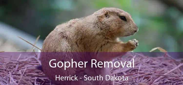 Gopher Removal Herrick - South Dakota