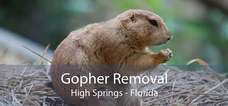 Gopher Removal High Springs - Florida