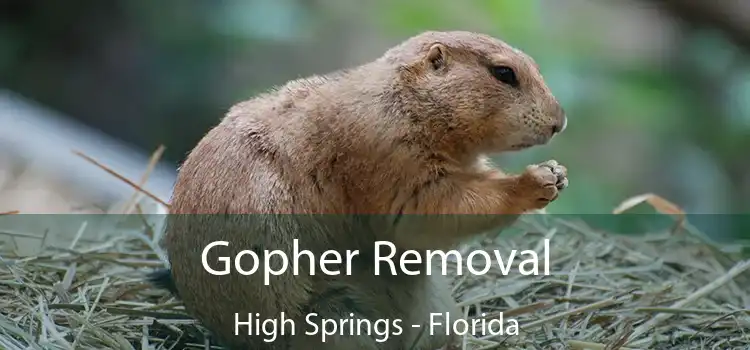 Gopher Removal High Springs - Florida