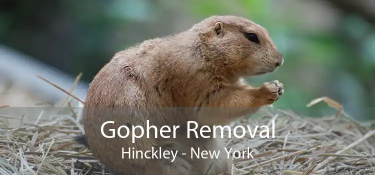 Gopher Removal Hinckley - New York