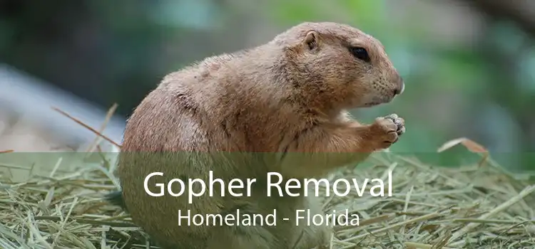Gopher Removal Homeland - Florida