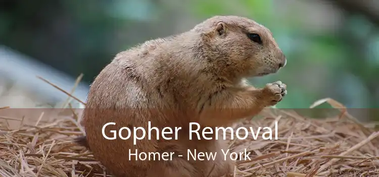 Gopher Removal Homer - New York