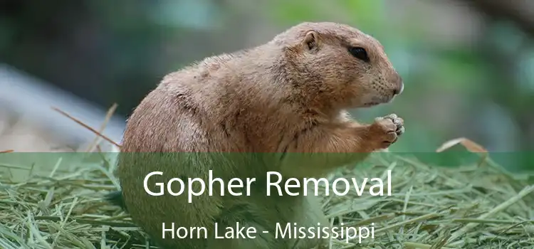 Gopher Removal Horn Lake - Mississippi