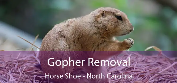 Gopher Removal Horse Shoe - North Carolina