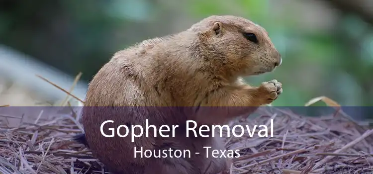 Gopher Removal Houston - Texas