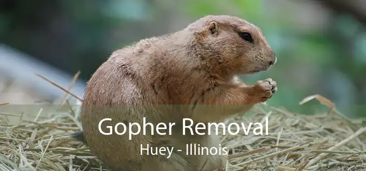 Gopher Removal Huey - Illinois