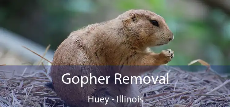 Gopher Removal Huey - Illinois