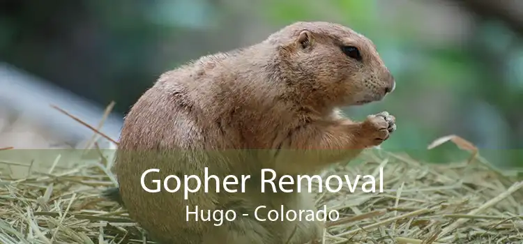 Gopher Removal Hugo - Colorado
