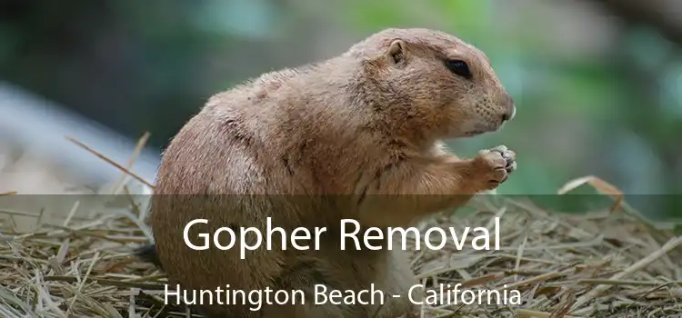 Gopher Removal Huntington Beach - California