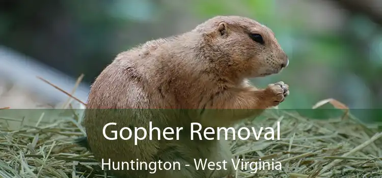 Gopher Removal Huntington - West Virginia
