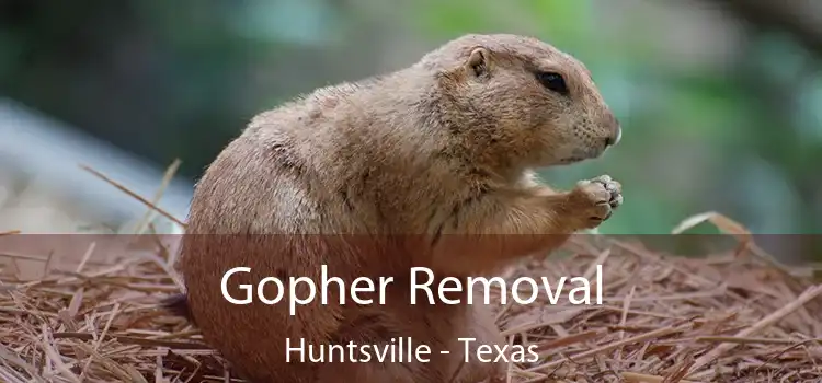 Gopher Removal Huntsville - Texas