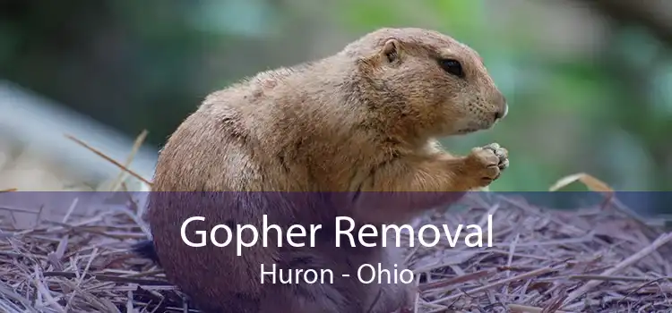 Gopher Removal Huron - Ohio