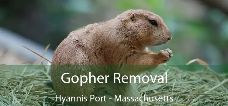 Gopher Removal Hyannis Port - Massachusetts