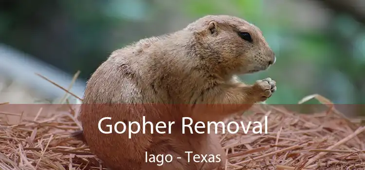 Gopher Removal Iago - Texas