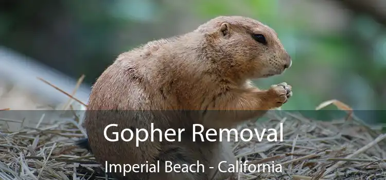 Gopher Removal Imperial Beach - California