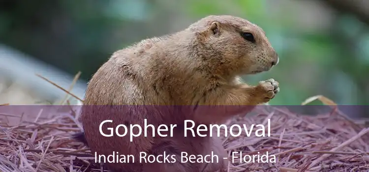 Gopher Removal Indian Rocks Beach - Florida