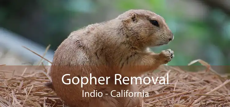 Gopher Removal Indio - California
