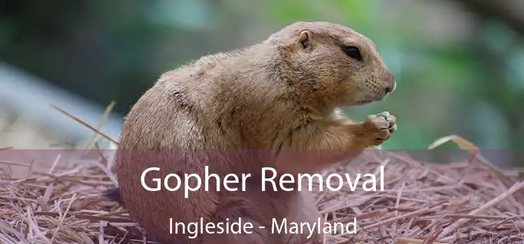Gopher Removal Ingleside - Maryland