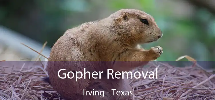 Gopher Removal Irving - Texas