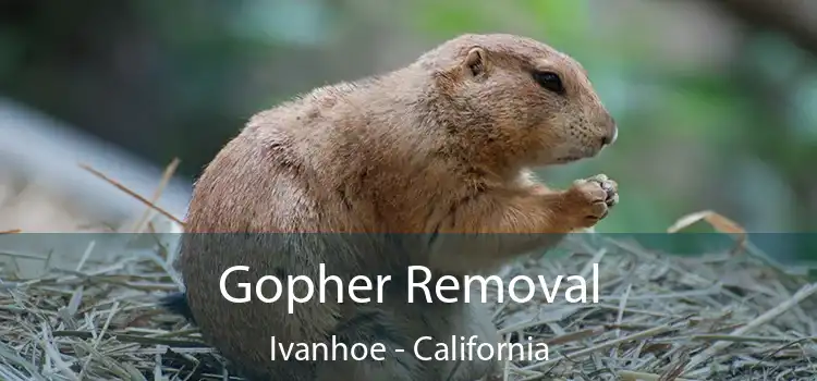 Gopher Removal Ivanhoe - California