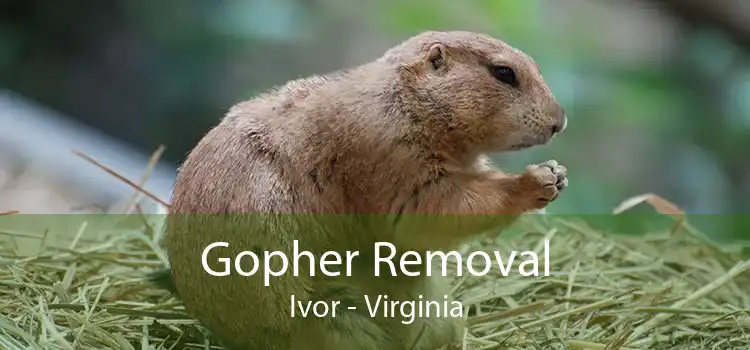 Gopher Removal Ivor - Virginia