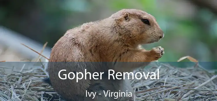 Gopher Removal Ivy - Virginia