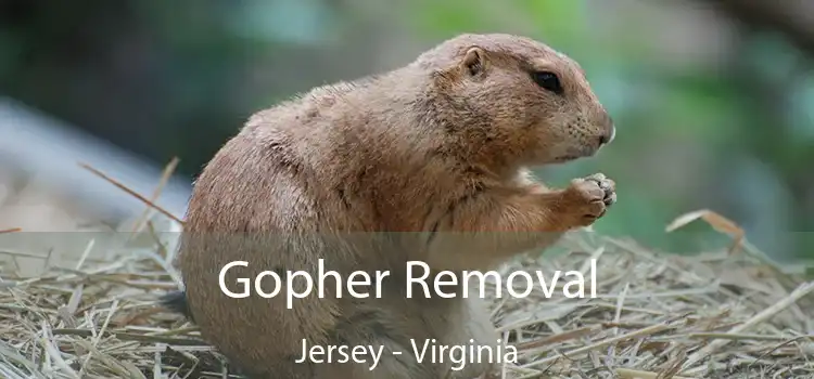 Gopher Removal Jersey - Virginia