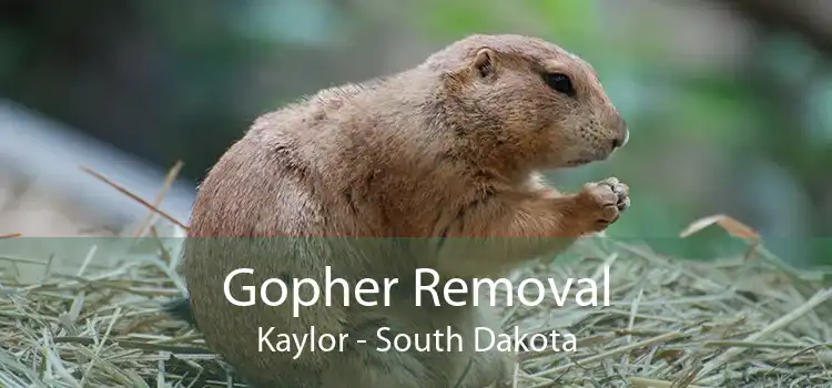 Gopher Removal Kaylor - South Dakota