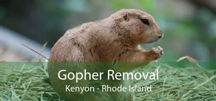 Gopher Removal Kenyon - Rhode Island