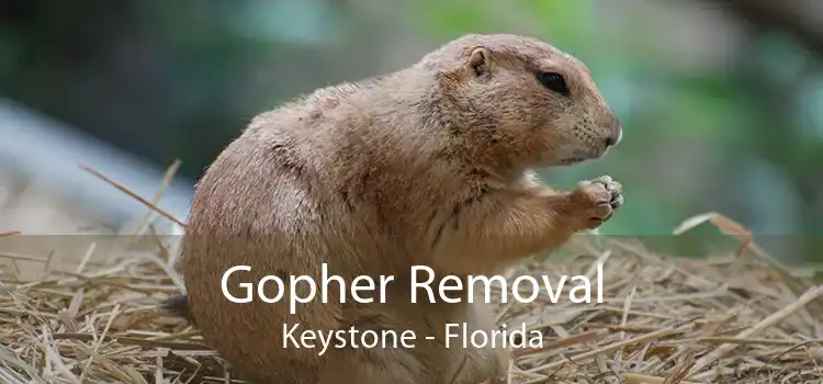 Gopher Removal Keystone - Florida