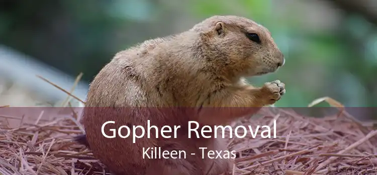 Gopher Removal Killeen - Texas