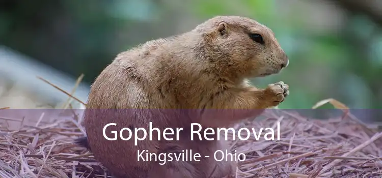 Gopher Removal Kingsville - Ohio