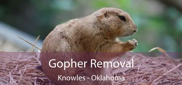 Gopher Removal Knowles - Oklahoma