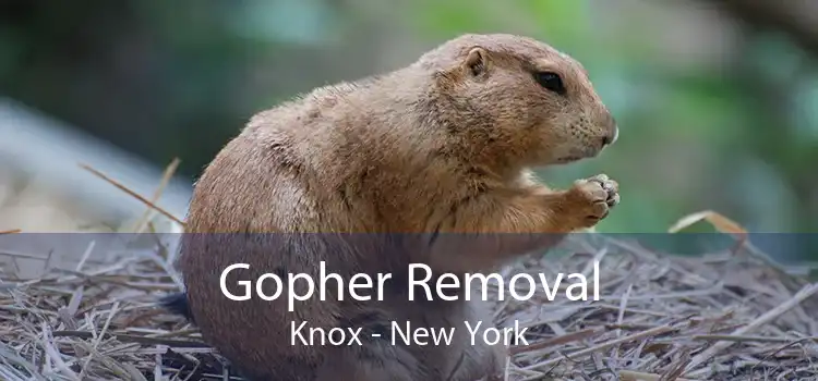 Gopher Removal Knox - New York