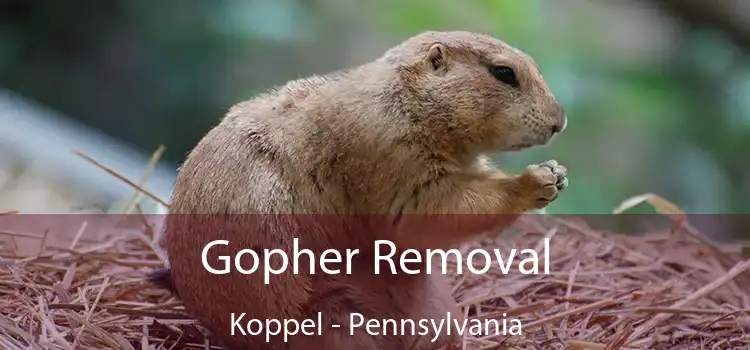 Gopher Removal Koppel - Pennsylvania
