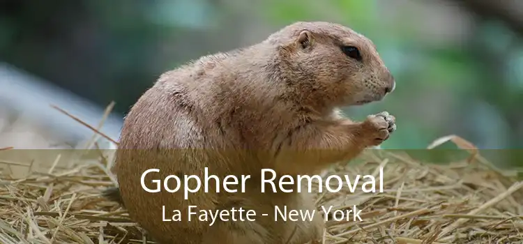 Gopher Removal La Fayette - New York