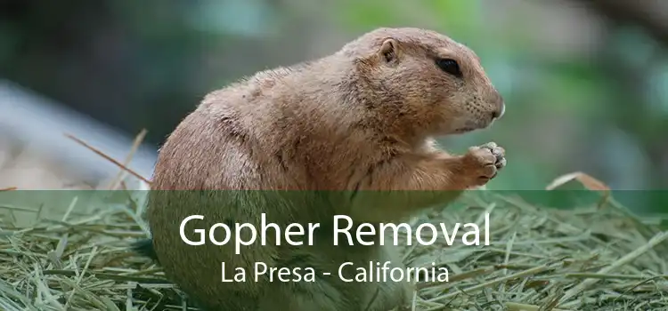 Gopher Removal La Presa - California