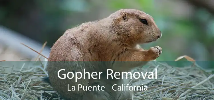 Gopher Removal La Puente - California
