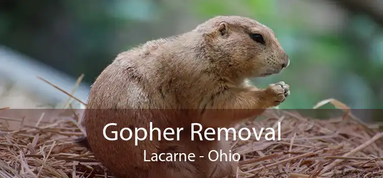 Gopher Removal Lacarne - Ohio