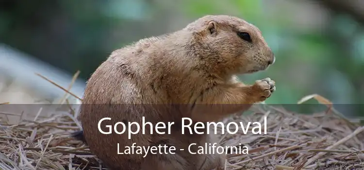 Gopher Removal Lafayette - California